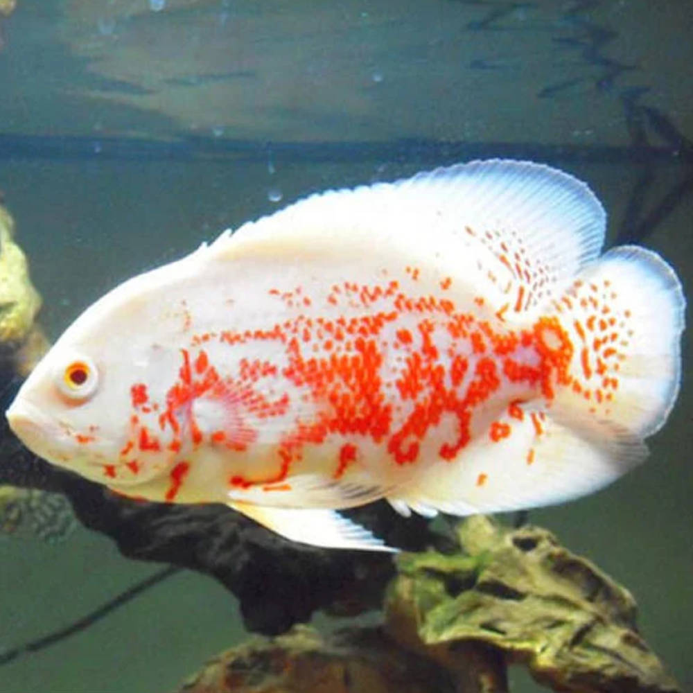 Albino Tiger Oscar