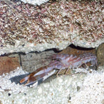 Blue Linckia Starfish - Small product photo 2