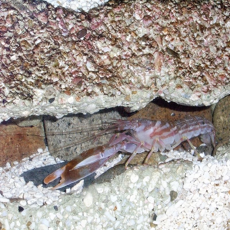 Red Claw Pistol Shrimp - Medium