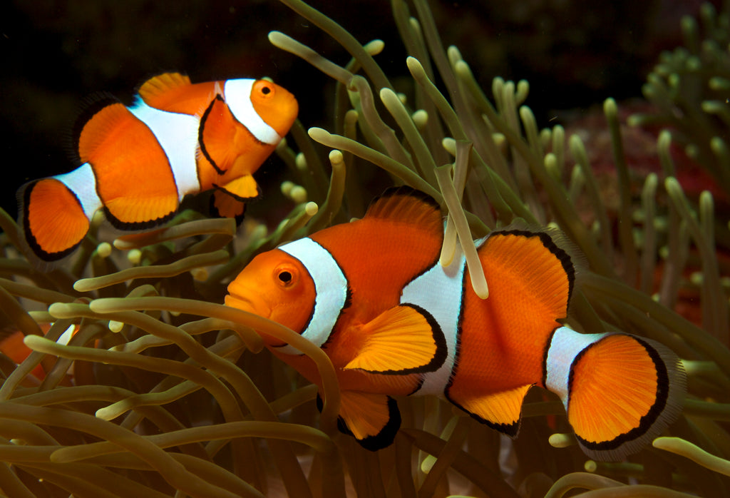 Mocha Ocellaris Clownfish Tank Raised - Medium product photo 3
