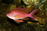 Lyretail Anthias Male Sri Lanka - Medium product photo 2