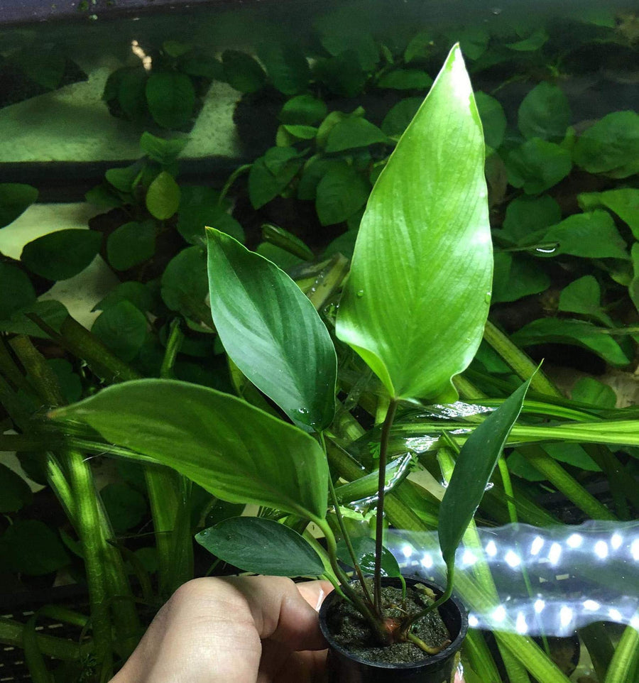 Anubias Hastifolia Potted