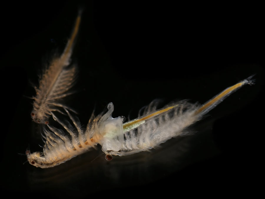 Live Brine Shrimp Half Box