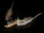 Live Brine Shrimp Half Box product photo 1