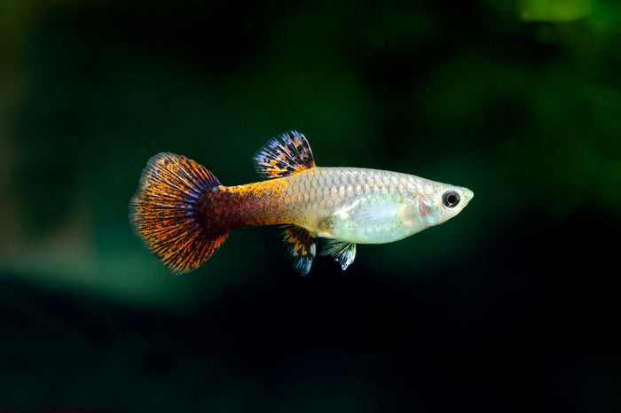 Assorted Fancy Guppy Female