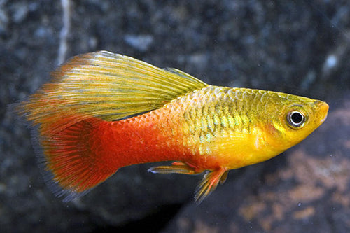 Assorted Highfin Variatus