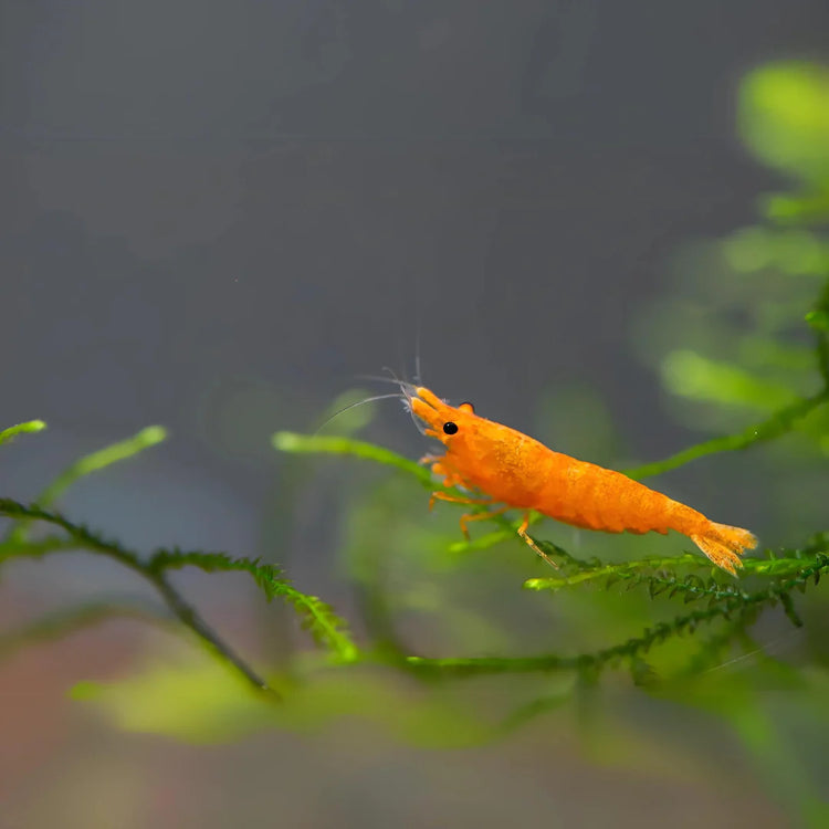 Assorted Neocaridina Dwarf Shrimp