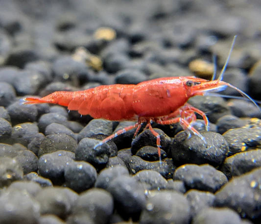 Assorted Neocaridina Dwarf Shrimp