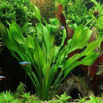 Assorted Sword Plant Potted