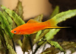 Assorted Swordtail