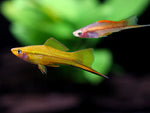 Assorted Swordtail