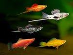 Assorted Swordtail