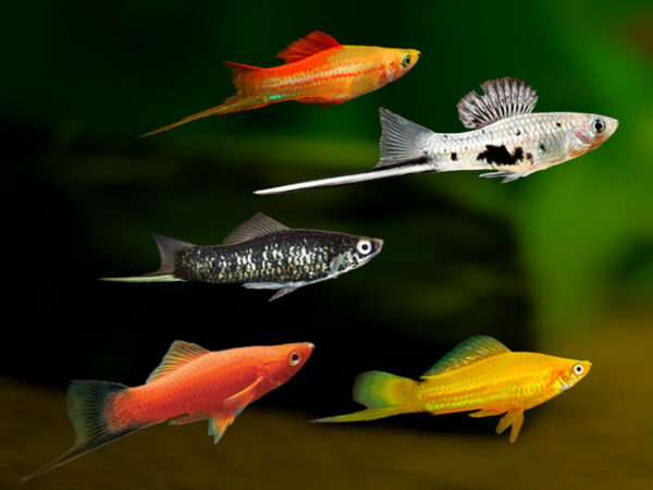 Assorted Swordtail