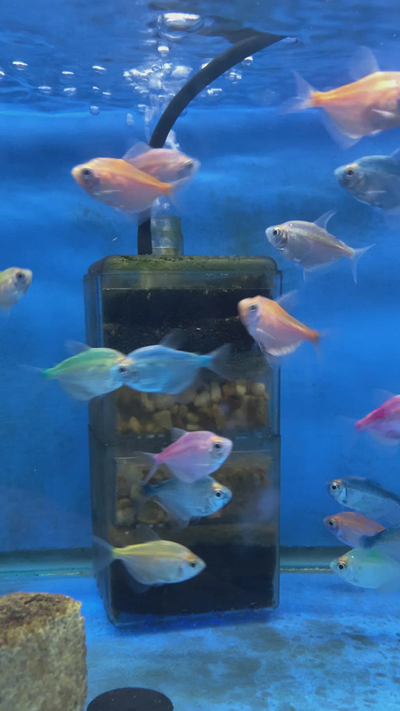 Assorted Fruit Tetra