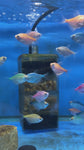 Assorted Fruit Tetra