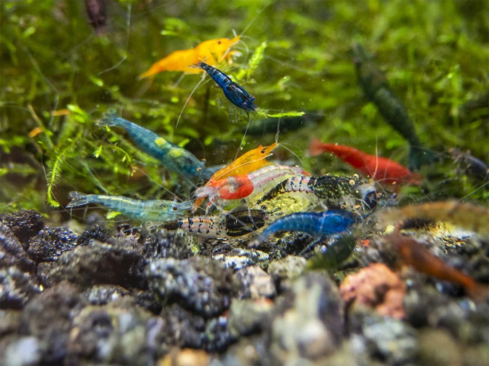 Assorted Neocaridina Dwarf Shrimp