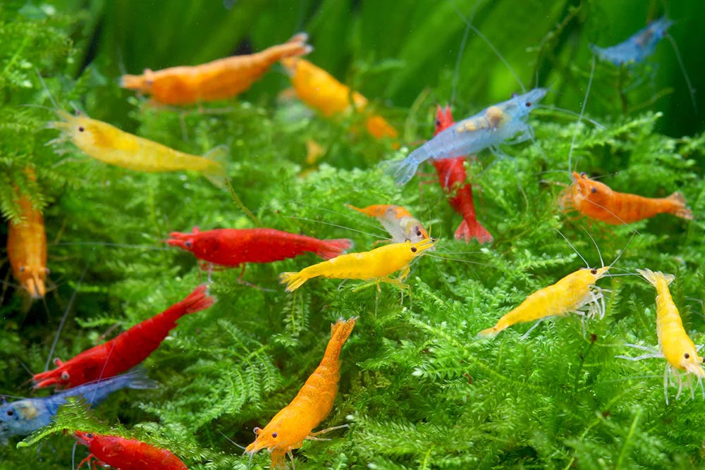 Assorted Neocaridina Dwarf Shrimp