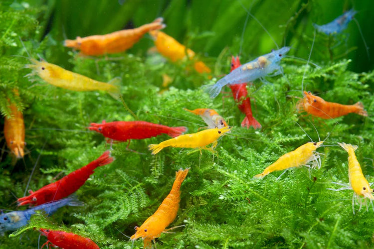 Assorted Neocaridina Dwarf Shrimp