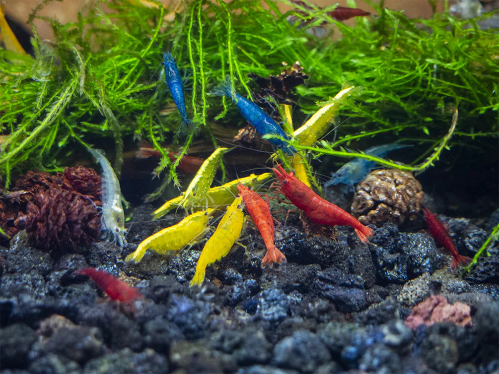 Assorted Neocaridina Dwarf Shrimp