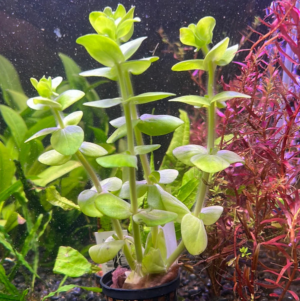 Bacopa Plant Bunched