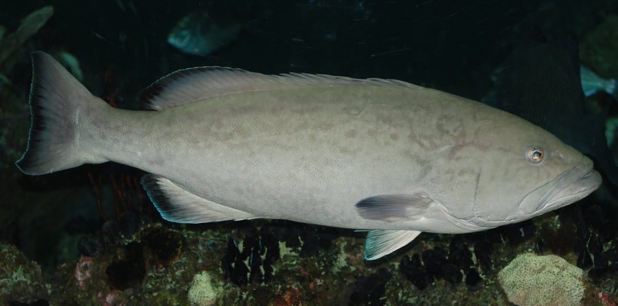 Miniatus Grouper - Medium