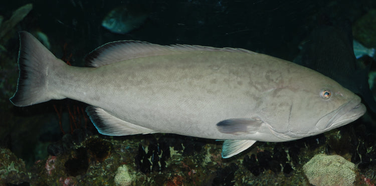 Miniatus Grouper - Medium product photo 1
