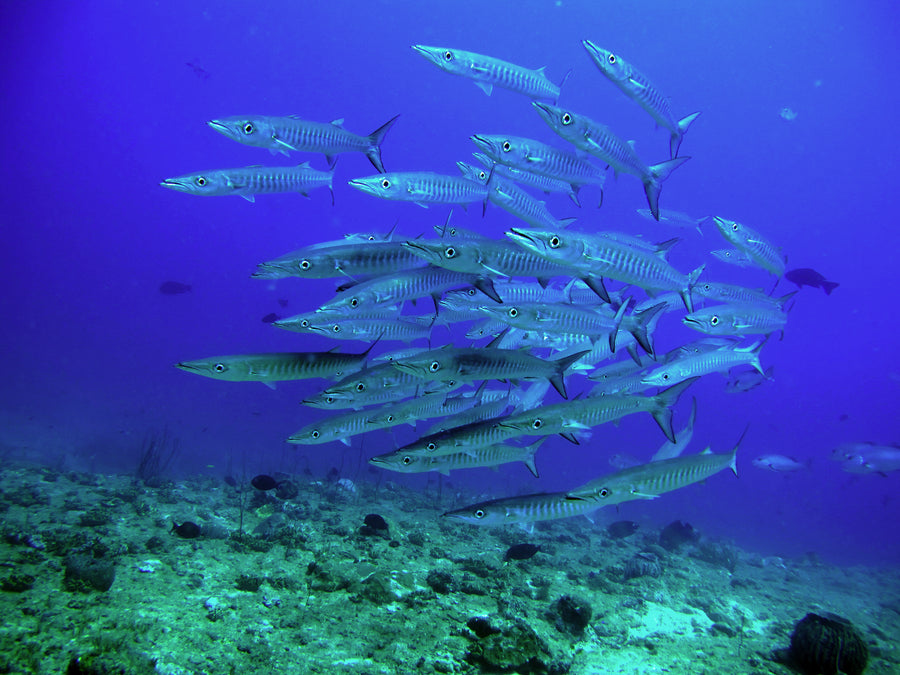 Blue Barred Green Parrotfish Female - Medium