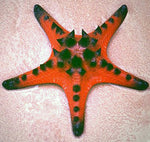 Red Spotted Linckia Starfish - Medium product photo 3