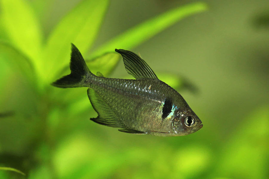 Black Skirt Tetra