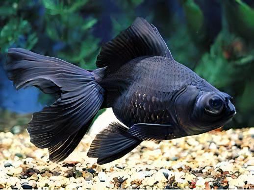 Black Butterfly Telescope Goldfish