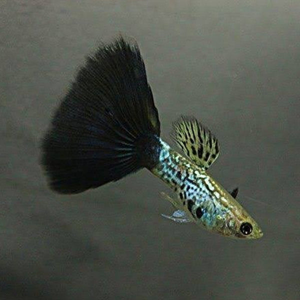 Black Cobra Guppy Male
