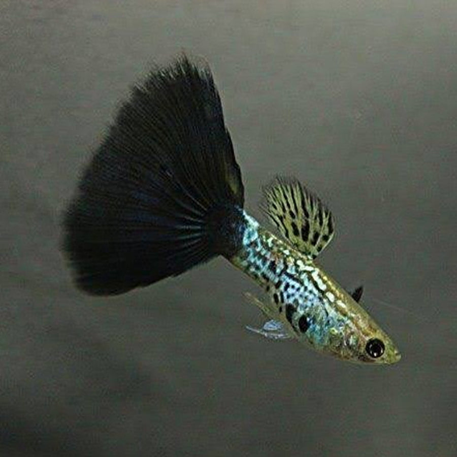 Black Cobra Guppy Male