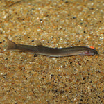 Black Kuhlii Loach