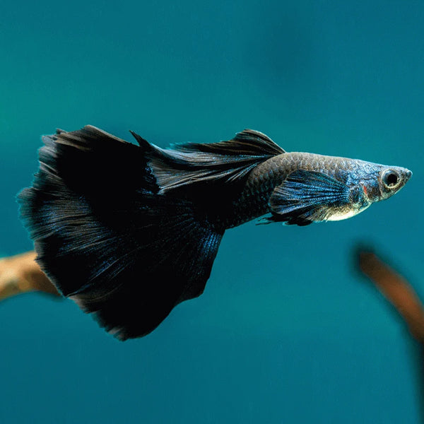 Black Lyretail Guppy Male