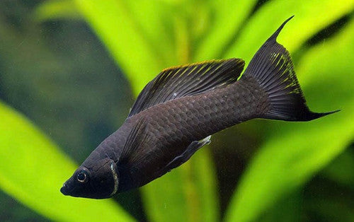 Black Lyretail Molly