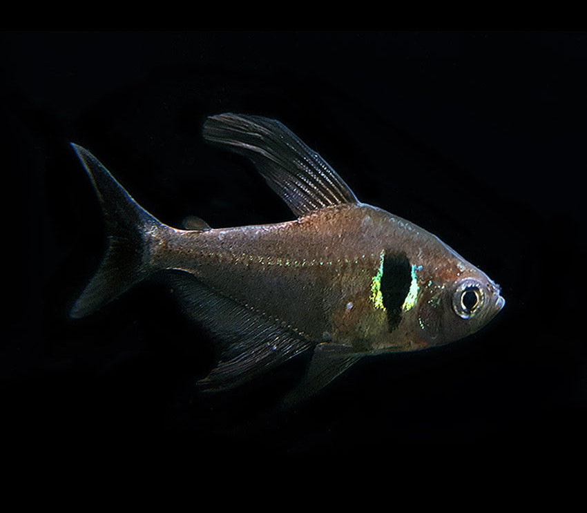 Black Phantom Tetra