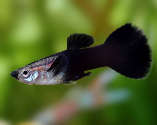 Black Ruby Panda Guppy Male