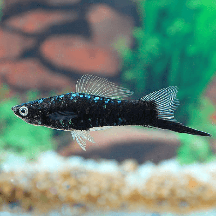 Black Swordtail