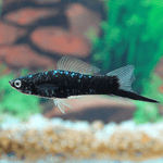 Black Swordtail