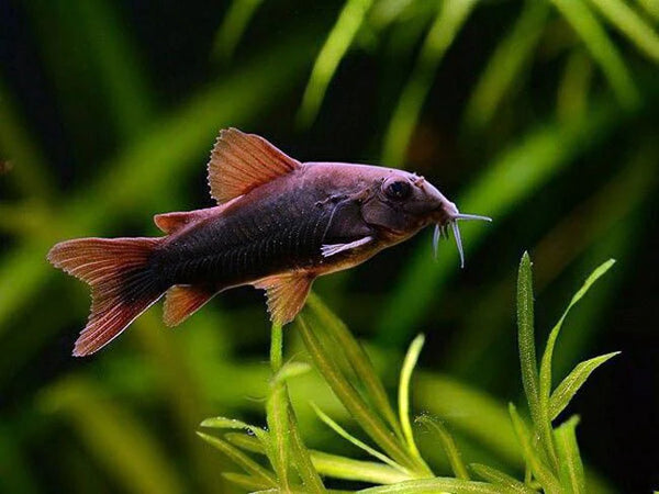 Black Venezuelanus Corydoras Tank Raised
