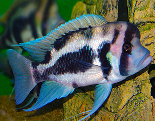 Black Widow Frontosa Cichlid