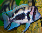 Black Widow Frontosa Cichlid