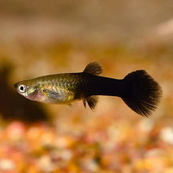 Black Lyretail Guppy Male