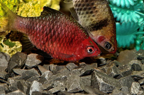 Black Ruby Barb