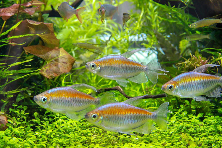 Congo Tetra
