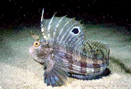 Bicolor Blenny - Medium product photo 1