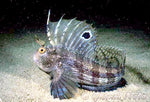 Bicolor Blenny - Medium product photo 1