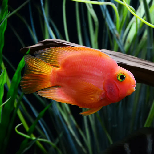 Blood Parrot Cichlid