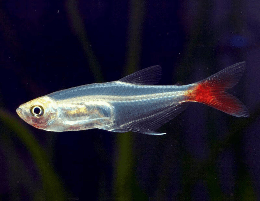 Bloodfin Tetra