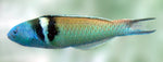 Blue Head Wrasse - Medium product photo 1